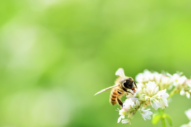 ミツバチの分泌物である蜜蝋を使ったキャンドル